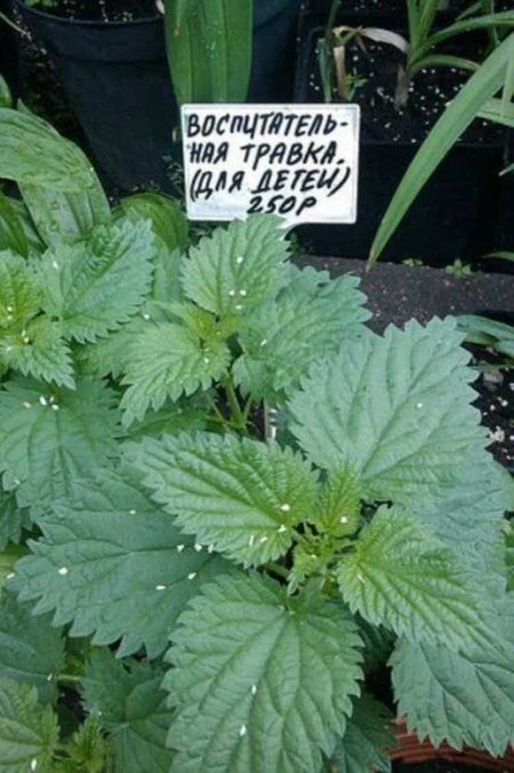 Крапивна фестиваль крапивы. Паук крапивовый. Порот крапивой. Крапива для детей. Порот крапивой.
