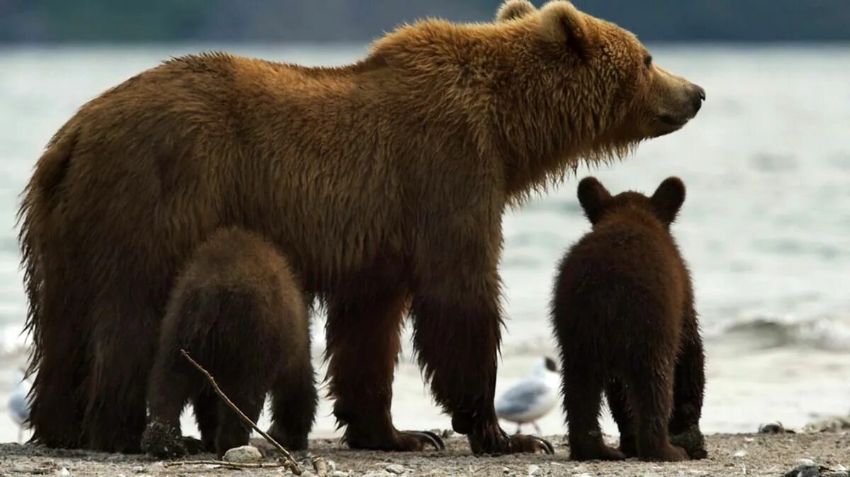 Сибирский бурый медведь Камчатский бурый медведь. План камчатский бурый медведь
