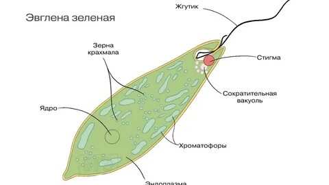 Жалаңаш қосалқы бишілер