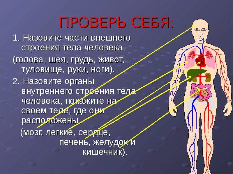 Внешняя часть человека. Строение тела человека. Внутренние части тела человека. Строение организма человека. Внутреннее строение человека.