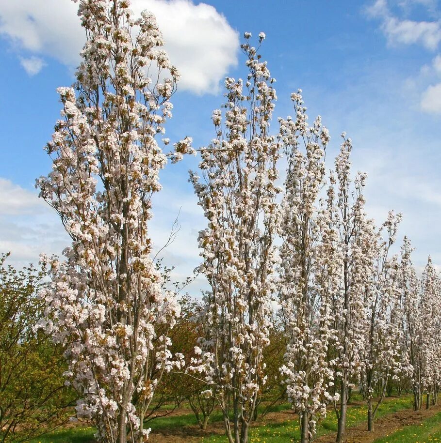 Prunus перевод. Вишня мелкопильчатая Аманогава. Вишня мелкопильчатая (Prunus serrulata "Amanogawa")*. Вишня мелкопильчатая Amanogawa. Черемуха мелкопильчатая Аманогава.