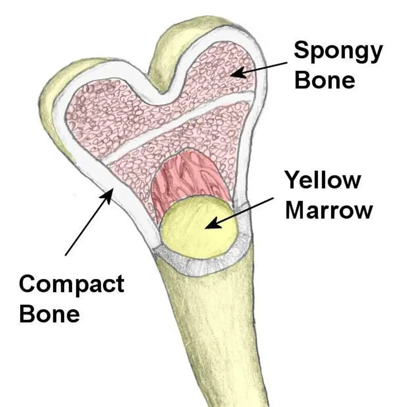 Функция желтого костного мозга в трубчатой кости. Желтый костный мозг в кости. Красный и желтый костный мозг. Функции желтого костного мозга в кости. Красный и желтый костный мозг в костях.
