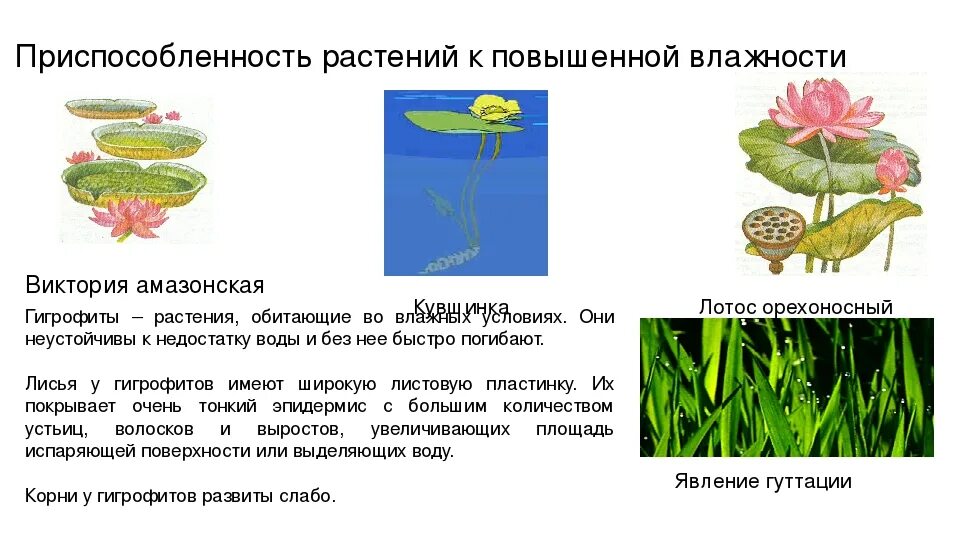 Выберите признаки приспособленности алоэ к недостатку влаги. Приспособленность растений к повышенной влажности. Адаптация растений к избытку влаги. Приспособления к повышенной сухости у растений. Приспособленность растений к избытку влаги.