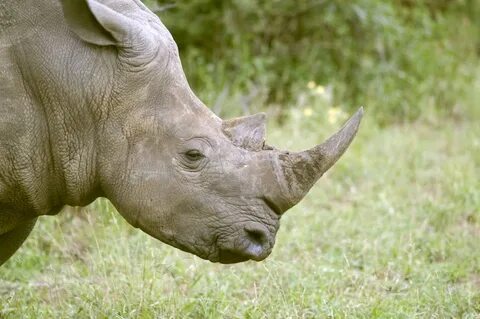 Rhinos eat