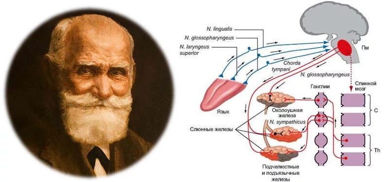 Слюноотделение нервная система. Исследования и. п. Павлова в области кровообращения и пищеварения. 17. Вклад и.п.Павлова в изучение физиологии пищеварения. Механизм регуляции деятельности слюнных желез.