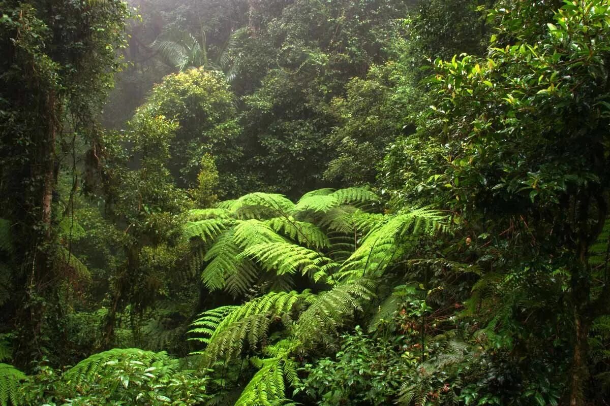 Влажные листопадные тропические леса Африки. Вечнозеленые тропические леса Северной Америки. Вечнозеленые экваториальные леса Африки. Экваториальный лес Африки.