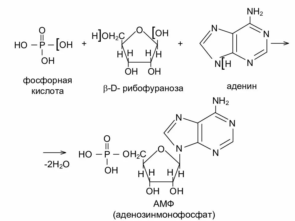 Схема образование из нуклеотида из гуанина. Остаток фосфорной кислоты рнк. Гуанин рибоза и фосфорная кислота. Пиримидиновые нуклеозиды. Гуанин рибоза и фосфорная кислота.
