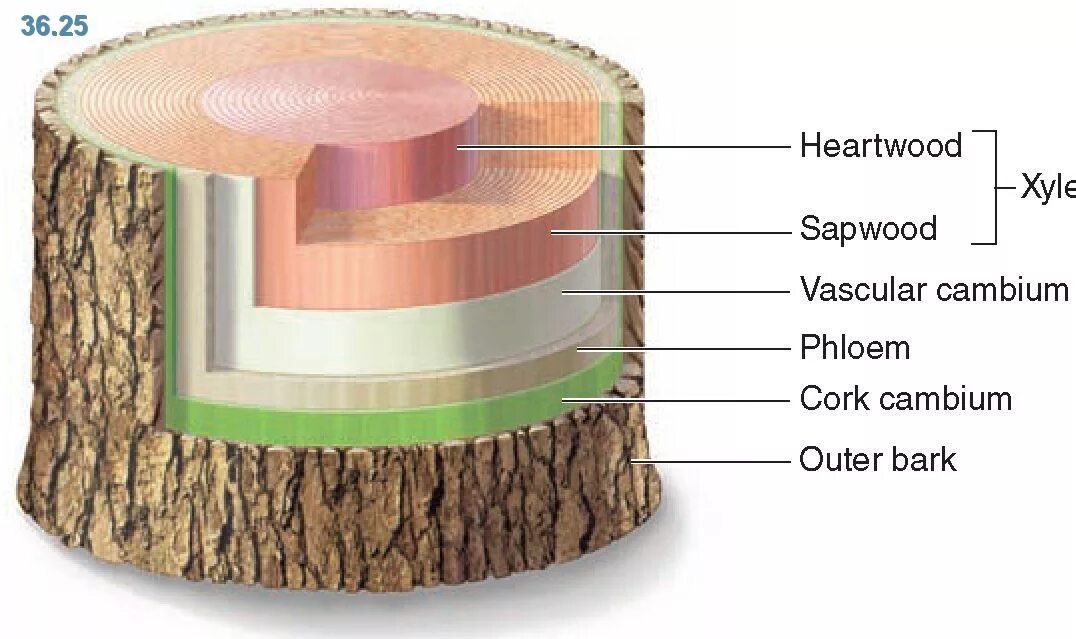 Из нескольких слоев каждый из. Флоэма Ксилема Луб камбий. Луб флоэма древесина Ксилема. Пробка Ксилема флоэма камбий. Строение древесины Ксилема.