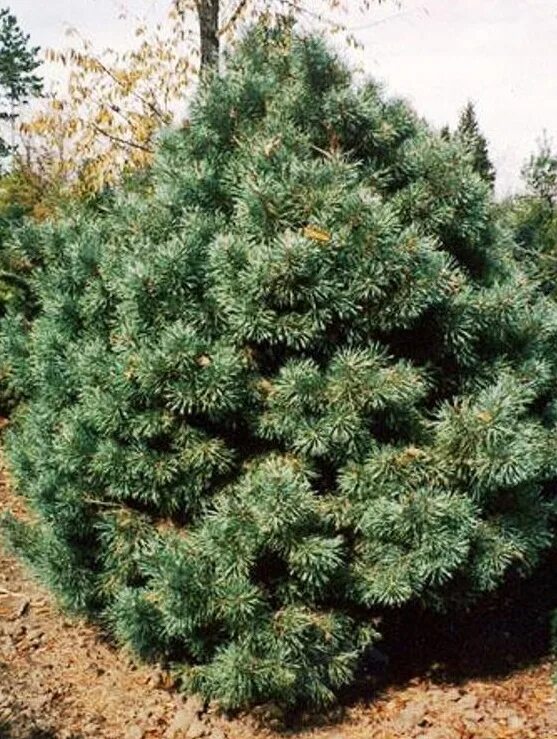 ель искусственная 1,5м зеленая.