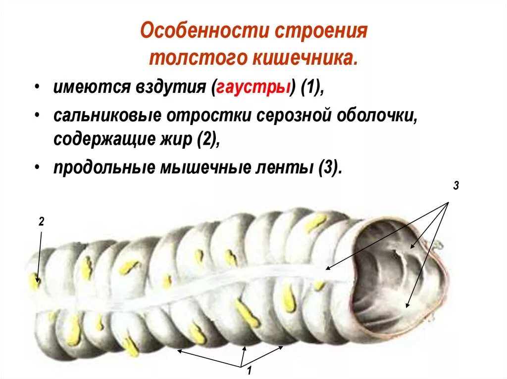 Строение Толстого кишечника гаустры. Толстая кишка мышечные ленты гаустры сальниковые отростки. Толстый кишечник ленты гаустры. Ленты, гаустры Толстого кишечника.