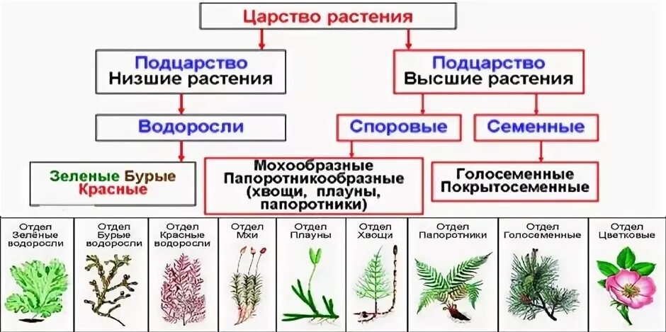Тест водоросли огэ