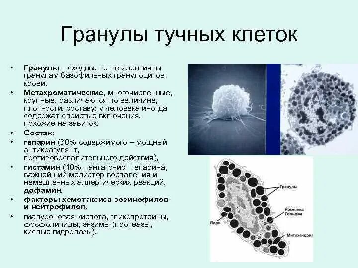 Клетки содержащие гранулы. Состав специфических гранул тучных клеток. тучная клетка строение гистология. тучные клетки строение. тучные клетки (тканевые базофилы).