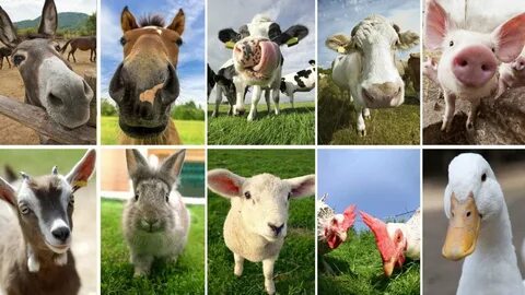 Better farm animals