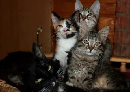Кошки пскова