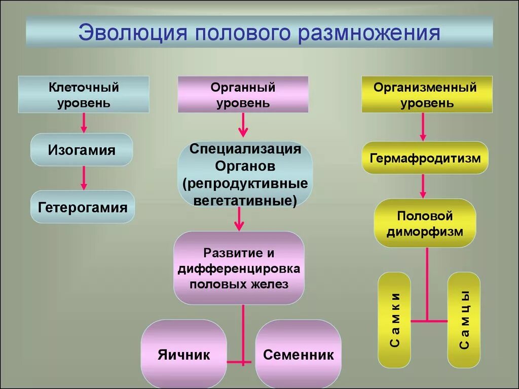 Размножение и развитие человека 8. Половое размножение. Половое размножение Эволюция. Этапы эволюции размножения. Половой процесс и Эволюция его форм.