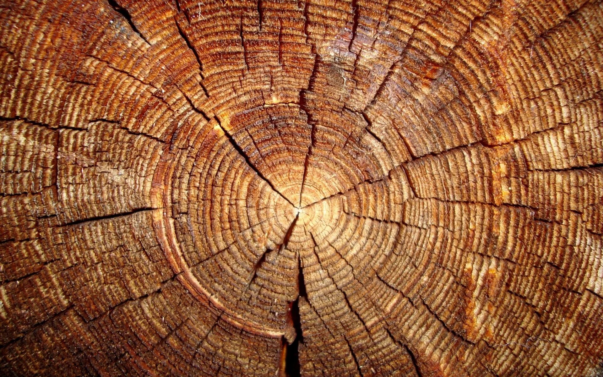 Годичные кольца древесины Секвойя. Срез дерева. Фактура дерева. Дерево в разрезе.
