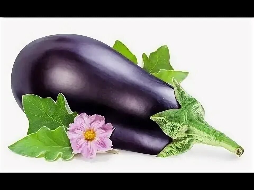 Чем и как лучше удобрять баклажаны