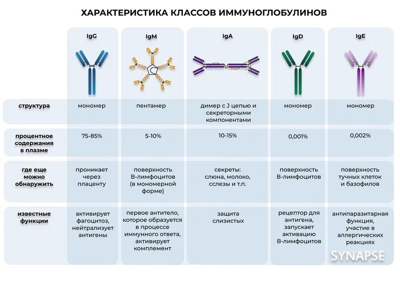 Классы иммуноглобулинов таблица иммунология. Характеристика 5 классов иммуноглобулинов. Классификация иммуноглобулинов микробиология. Иммуноглобулины их типы и структура.