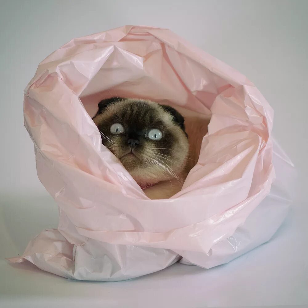 Можно сказать лягте. Кот в мешке. Пакет с котятами. Кошка в пакете. Мешок для кошки.
