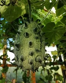 Рогатая дыня сканворд