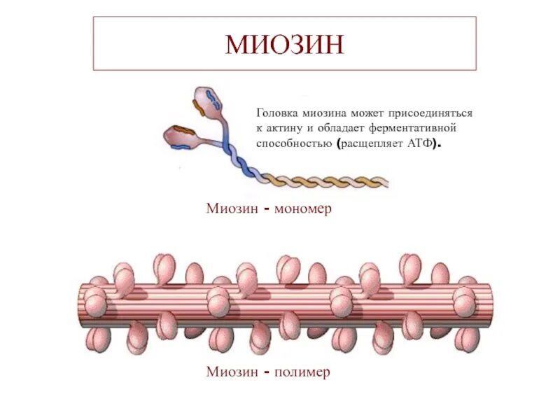 Белок миозин 2. Миозин полимер. Актин миозин АТФ. Строение актина биохимия. Мономер миозина.