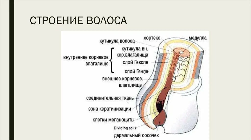 Прочитайте текст сложное строение волосков меха