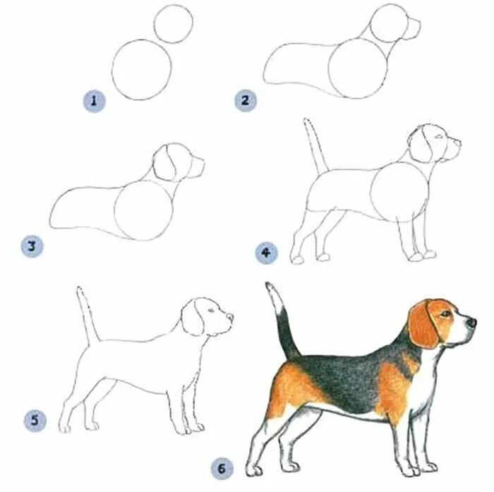 Быстро и легко нарисовать собаку. Схема рисования собаки для детей. Поэтапный рисунок собаки. Поэтапное рисование щенка. Собака для рисования для детей.