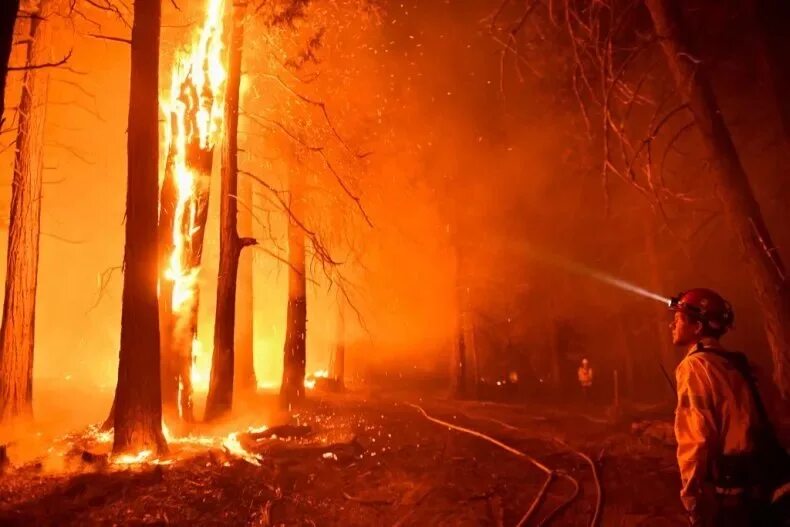 Пожары в Калифорнии. Самый большой пожар. Сгоревшее дерево. Самый большой огонь.