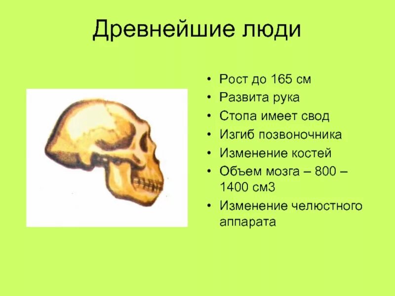 Объем головного мозга у древних людей. Неандерталец 200 тысяч лет назад. Исторический возраст палеоантропов. Антропогенез черепа. Объем мозга древних людей.