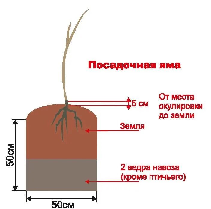 Посадка груши весной саженцами в открытый грунт. Схема посадки саженцев яблони. Правильная посадка саженца яблони. Посадочная яма 1,2 схема. Габариты посадочной ямы для яблони.