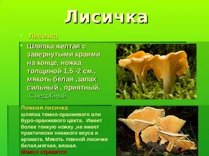 Лисички свойства