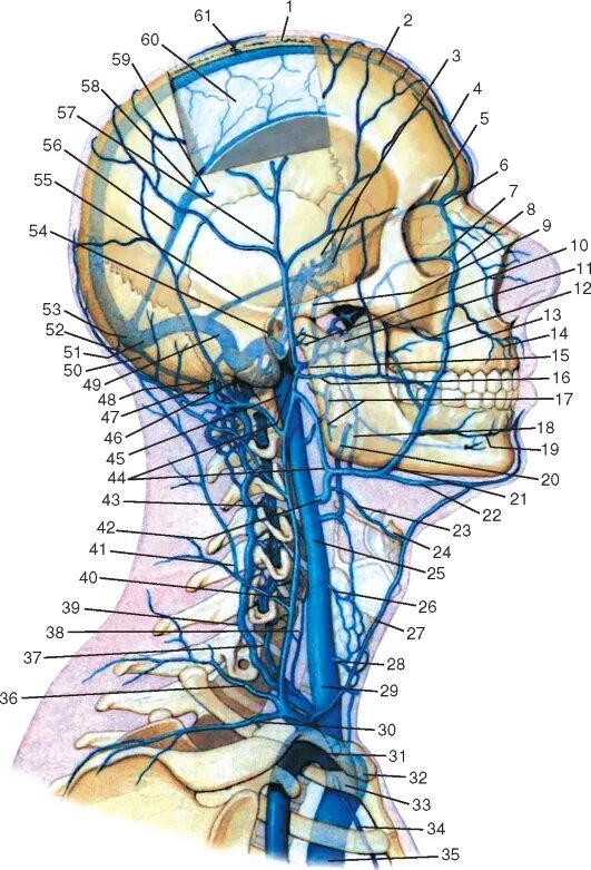 Отток головного мозга. Теменная эмиссарная Вена. Внутренняя яремная Вена анатомия. Внутренняя яремная Вена схема. Внутренняя яремная Вена анатомия топография.
