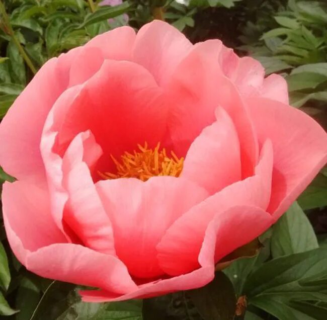 Пион лойс лойс. Эхеверия граптоверия. Пион louis van houtte. Пион лорелея paeonia lorelei. Пион межвидовой гибрид лавли роуз.