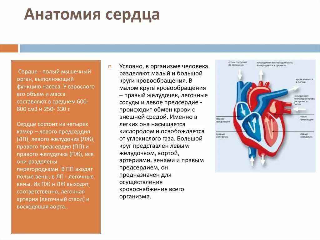 Сердце полый мышечный орган. Сосуды входящие в предсердия. Сосуды входящие и выходящие из сердца. Входящие и выходящие сосуды сердца. От левого предсердия к легким