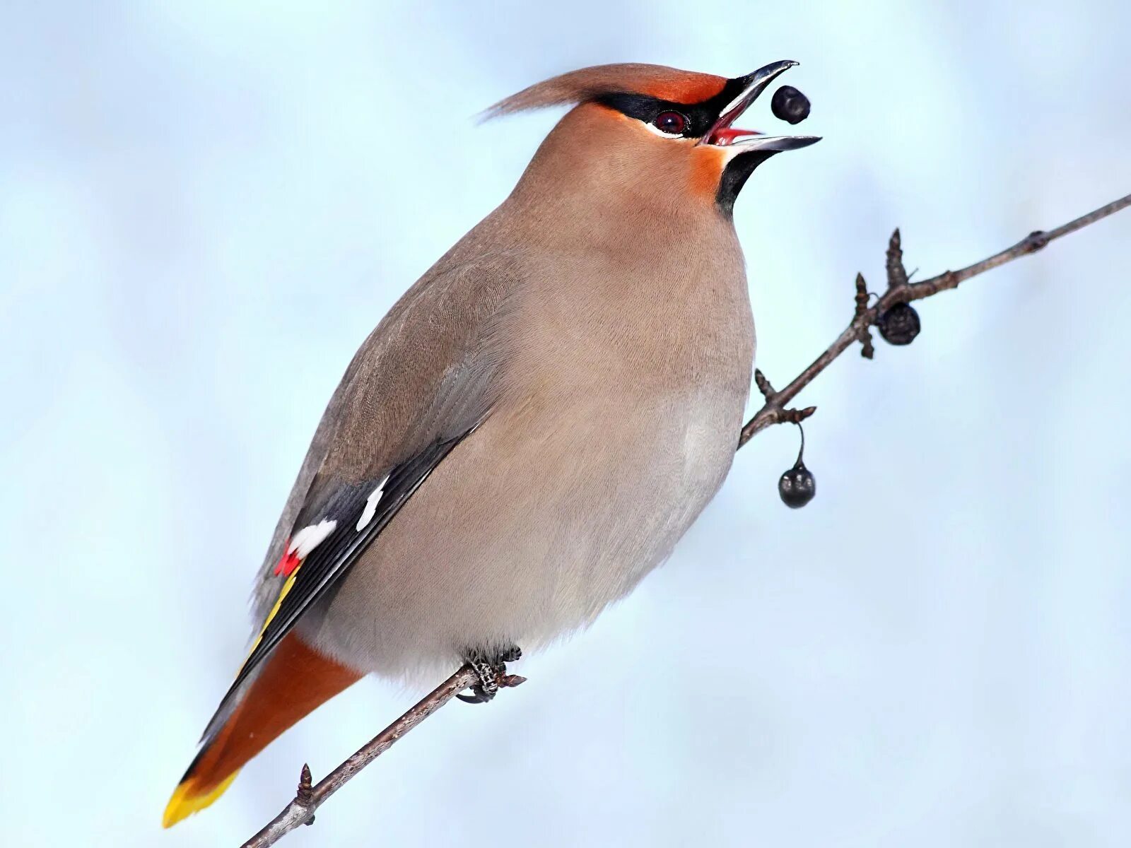 Свиристель обыкновенный (Bombycilla garrulus). Дрозд свиристель Крымский. Хохлатая свиристель. Кедровый свиристель.