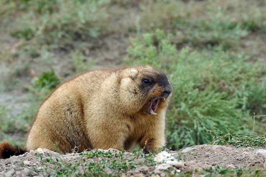 Сурок-Байбак. Степной Байбак. Сурок Байбак Татарстан. Степной сурок – (Marmota Bobak. Кто такой байбак