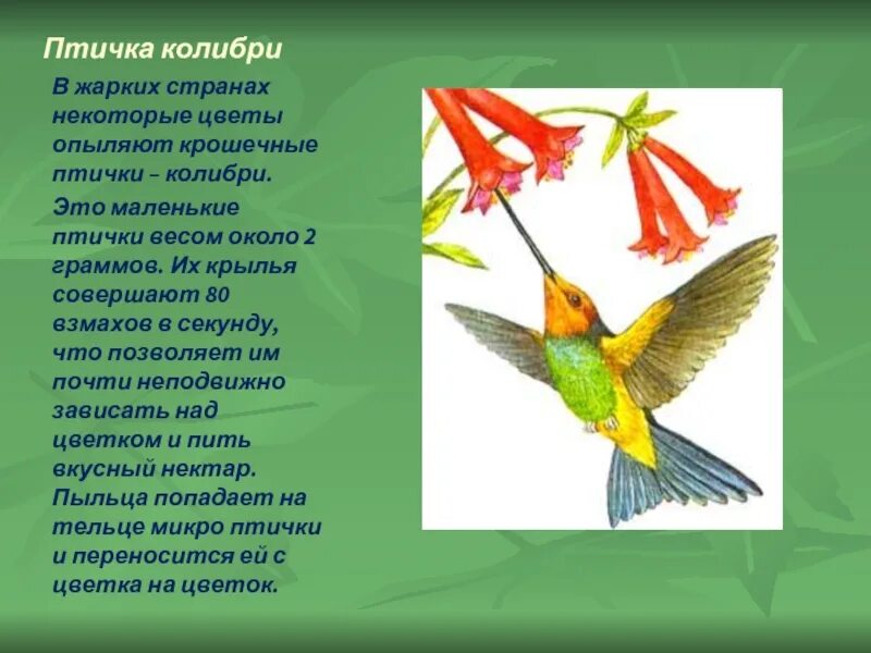 Колибри птица описание. Колибри опыляют растения. Опыление Колибри. Колибри птичка описание. Сколько взмахов в секунду делает