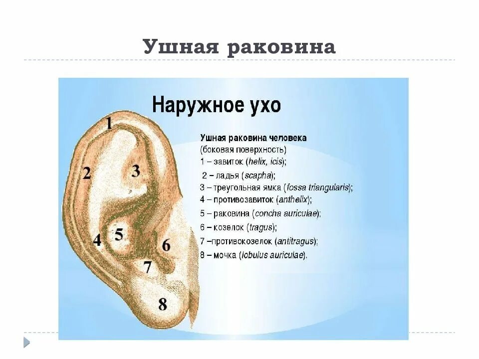 Наружное ухо человека состоит из. Анатомия ушной раковины уха человека. Наружное ухо (ушная раковина, наружный слуховой проход) строение. Строение уха человека козелок уха. Наружное ухо строение анатомия.