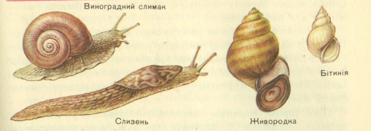 Брюхоногие моллюски биология. Строение улитки и слизни. Брюхоногие моллюски слизни. Моллюски (или головоногие, брюхоногие).