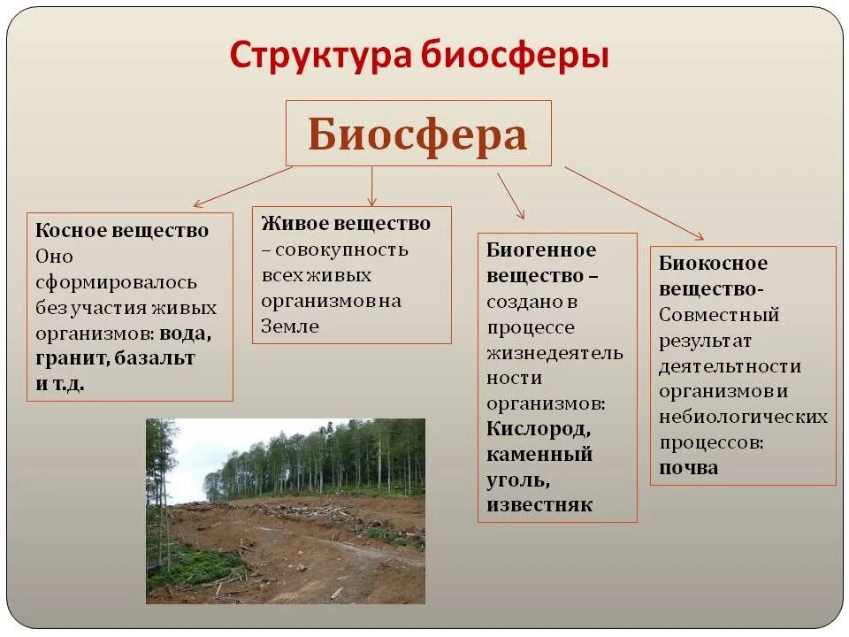 Где наибольшая концентрация живых организмов. Структура биосферы живое вещество. Таблица живое костное биокостное. Живое вещество косное вещество биокосное вещество. Структура биосферы и функции ее живого вещества.