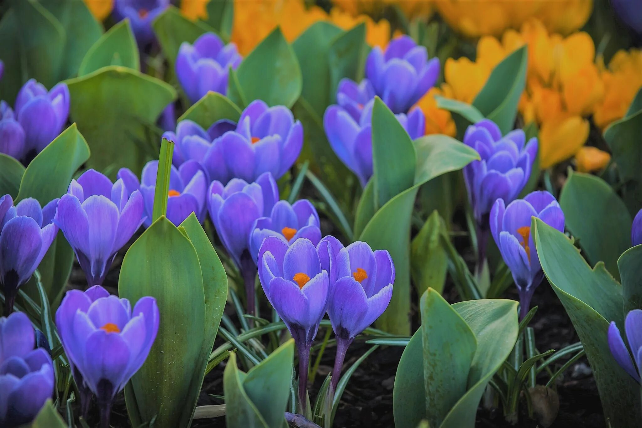 Мартовские цветы красивые. Крокус Шафран весенний. Крокус Шафран синий. Крокус посевной. Первоцветы крокусы.