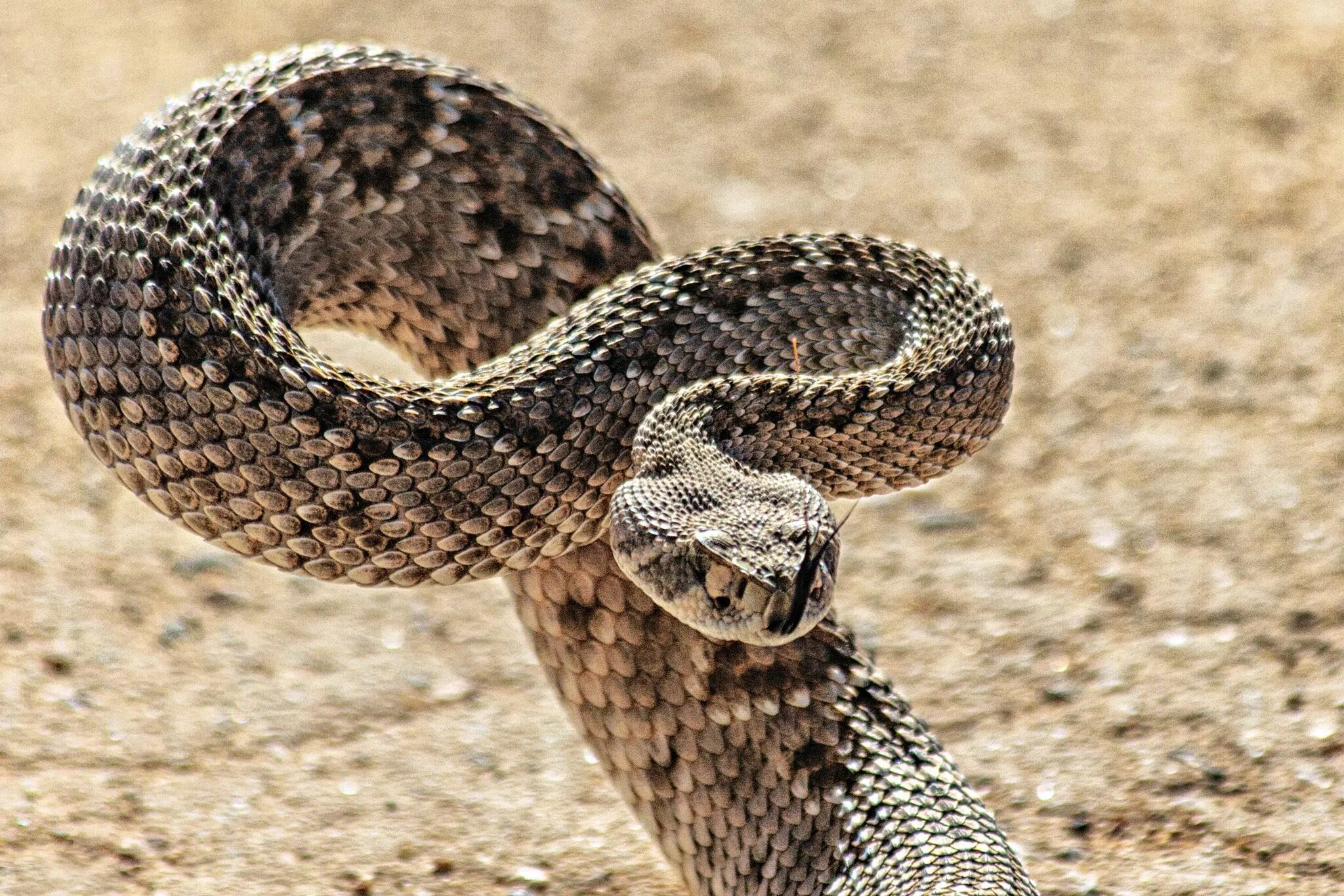 Карликовый гремучник. Полосатый гремучник змея живородящая. Гремучие змеи Аризона. Эфа змея. Искушение песчаного змея