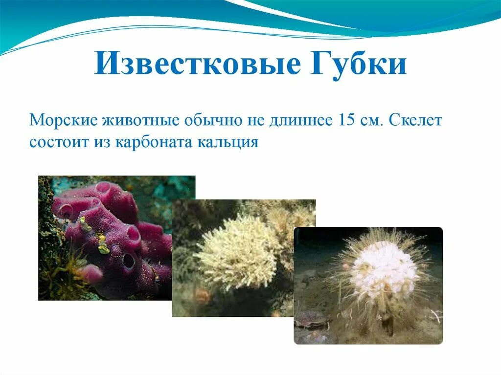 Губки какой тип животных. Известковые губки. класс известковые губки. известковые стеклянные обыкновенные губки. виды морских губок.