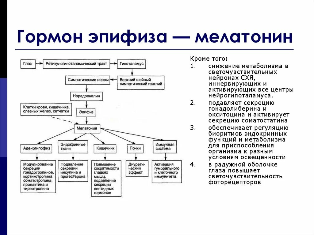 Таблица эндокринная система эпифиз. Железа эпифиз гормоны и функции таблица. Эпифиз строение гормоны таблица. Эпифиз мелатонин функция. Гипофункция мелатонина гормона