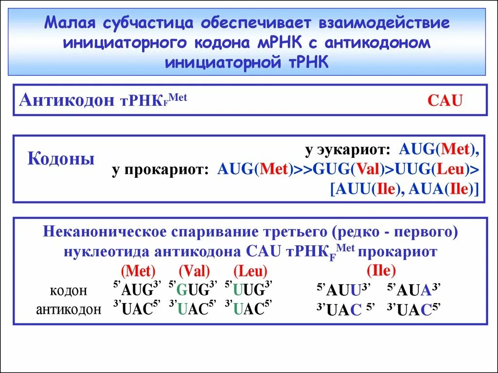 Кодону ауа комплементарен антикодон. Антикодоны трнк. Схема строения транспортной рнк. Соответствие кодонов и антикодонов. Кодону ауа комплементарен антикодон.