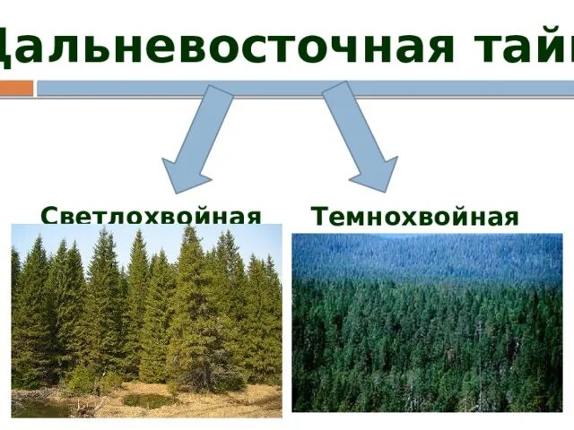 Различие леса. Тайга темнохвойная и светлохвойная таблица. Ярусы темнохвойной тайги. Светлохвойная Тайга. Ярусы светлохвойной тайги.