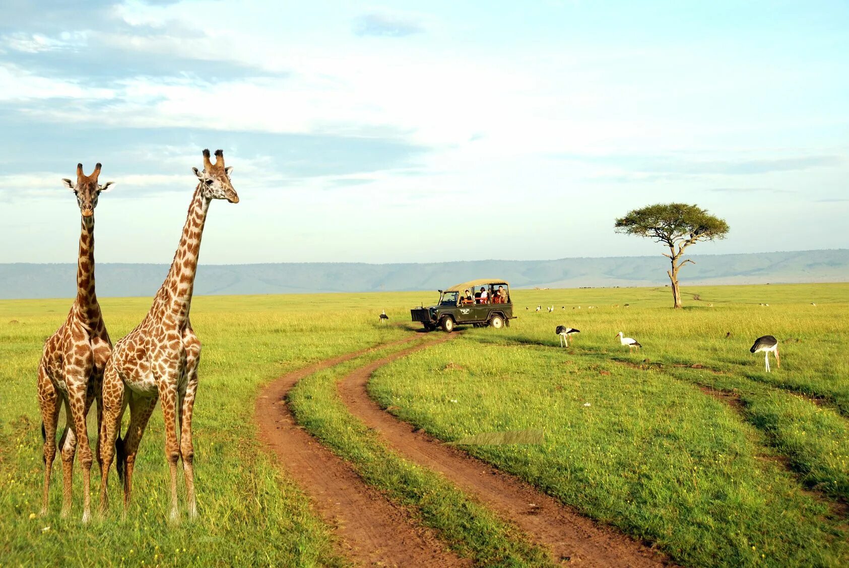 Africa safari. Кения сафари. Африка Найроби сафари. Кения сафари парк. Африка Кения сафари.