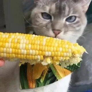 Поешь кукурузу