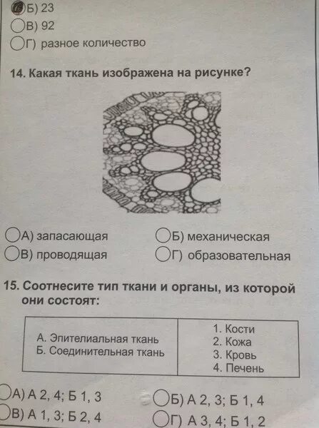 Какая ткань изображена на рисунке