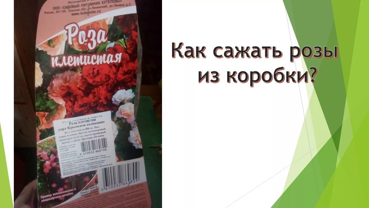Посадка розы из коробки в открытый грунт. Розы саженцы из коробки. сажаем розу из коробки. как правильно сажать розу из коробки. посадка роз из магазина в коробках весной.